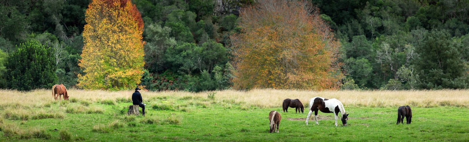 Horses grazing in a green field beneath autumn trees in the countryside